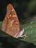 Kleine weerschijnvlinder 3 - Apatura ilia